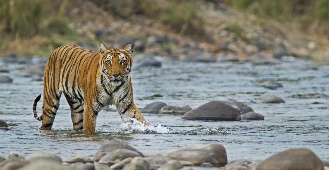 Jim Corbett National Park